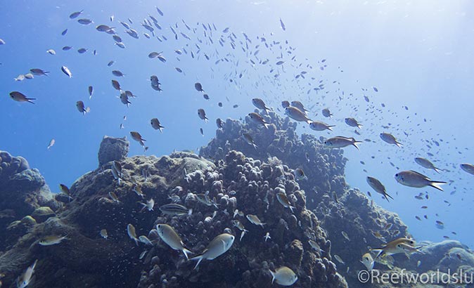 the Barrel O’ Beef dive site the Barrel O’ Beef dive site