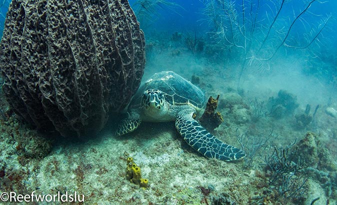 a turtle spotted while diving in St Lucia a turtle spotted while diving in St Lucia