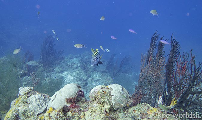 the Anse La Raye Wall dive site the Anse La Raye Wall dive site