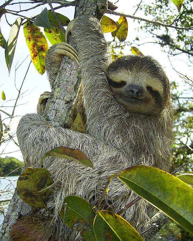 a sloth hanging in a tree in Panama a sloth hanging in a tree in Panama