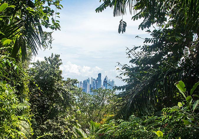 rainforest in Panama City rainforest in Panama City