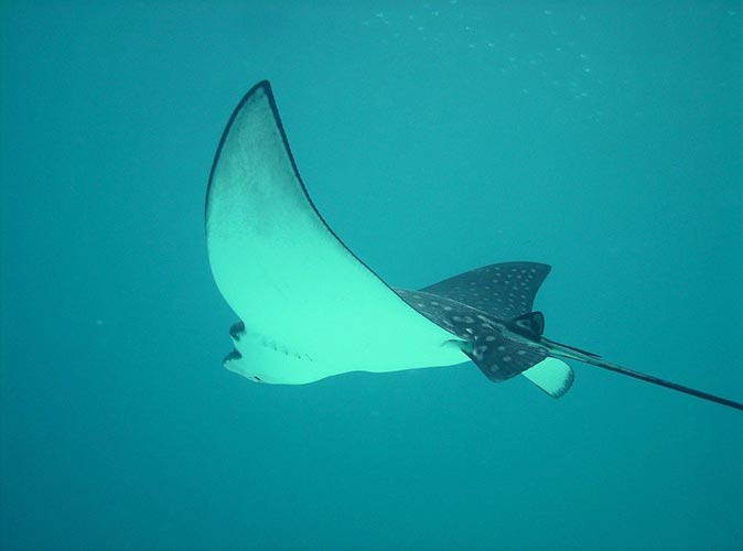 an eagle ray on a dive in St Lucia an eagle ray on a dive in St Lucia