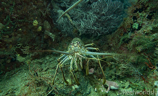 a lobster at the Dani Koyomaru dive site in Saint Lucia a lobster at the Dani Koyomaru dive site