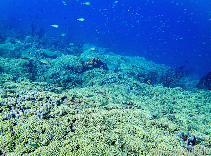 a shore dive in St Lucia a shore dive in St Lucia