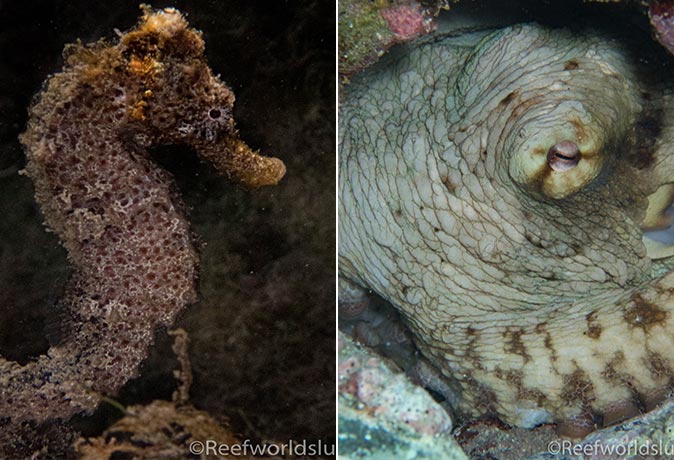 a seahorse and octopus at one of the best dive sites in Saint Lucia a seahorse and octopus at one of the best dive sites in Saint Lucia