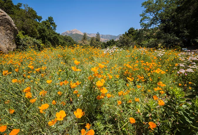 California Poppies in the Santa Barbara Botanic Garden
