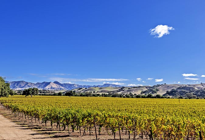 vineyards in the rolling hills of Santa Barbara County