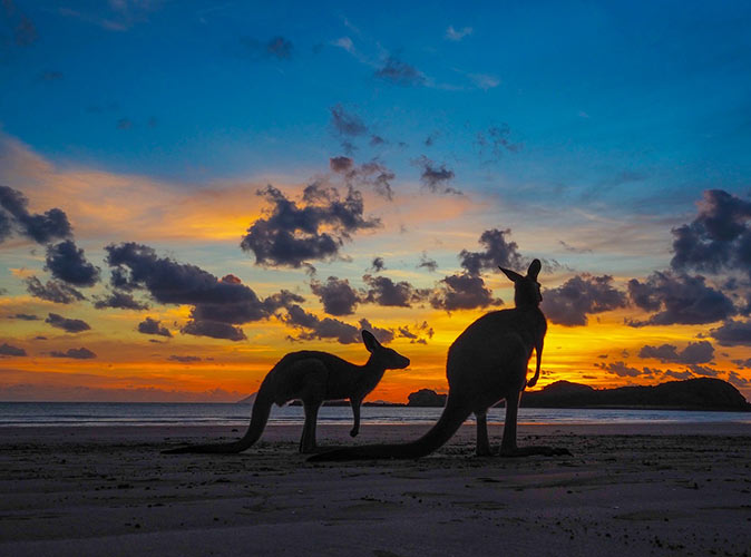 kangaroos on Cape Hillsborough Beach kangaroos on Cape Hillsborough Beach