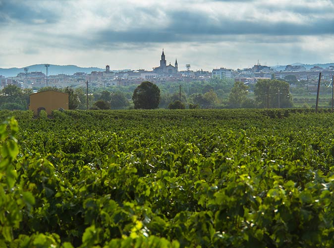 a vineyard with Vilafranca del Penedès in the background a vineyard with Vilafranca del Penedès in the background
