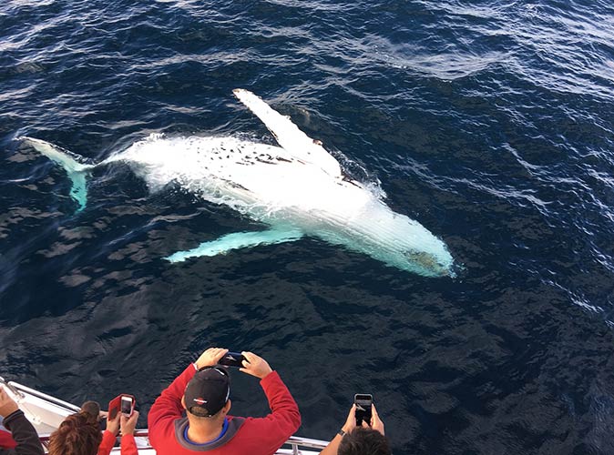 whale watching on the Gold Coast