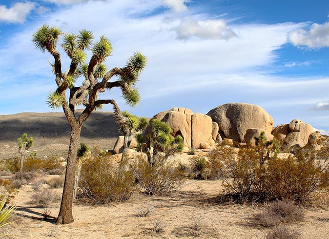 a Joshua Tree inside Joshua Tree National Park