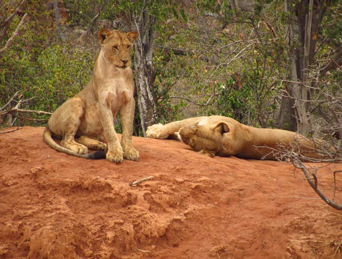 2 lions in Kruger National Park
