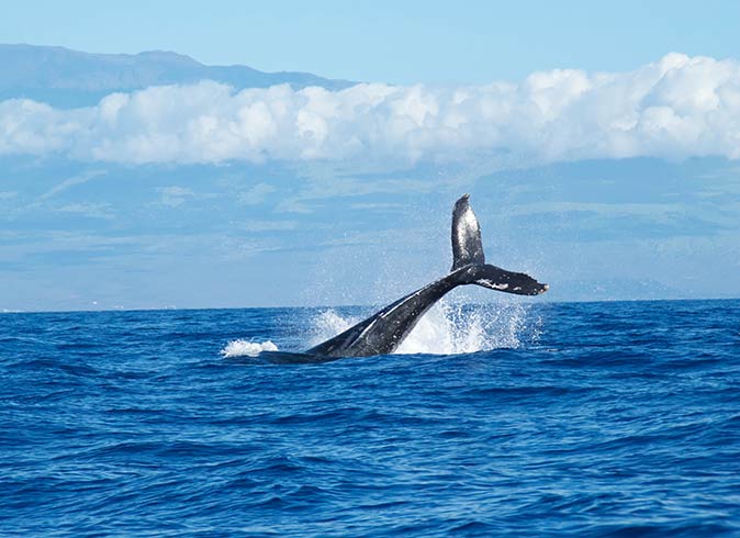 the tail of a whale coming out of the water with a cloudy and blue sky