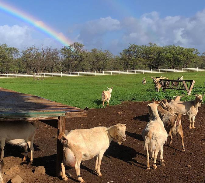 goats in a field with a rainbow in the background