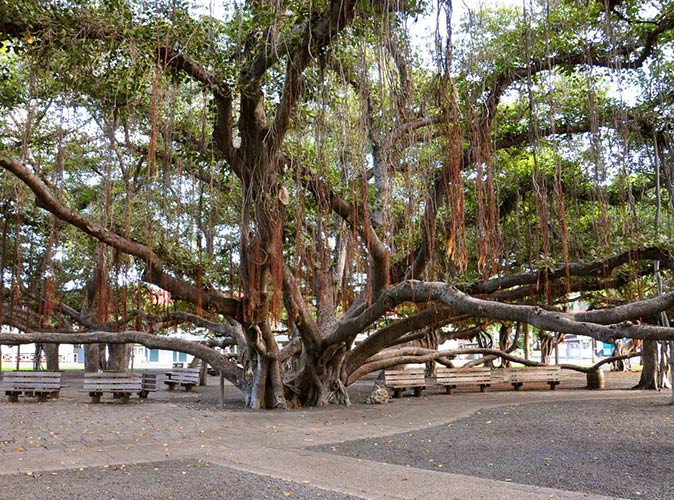 a huge and old looking banyan tree