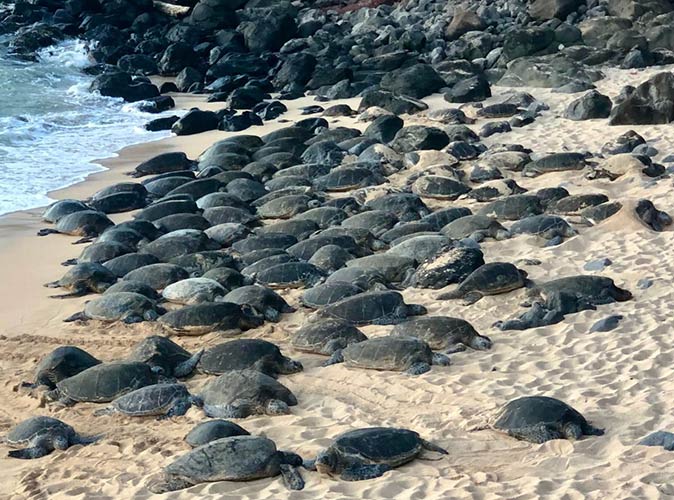 dozens of turtles on a sandy beach