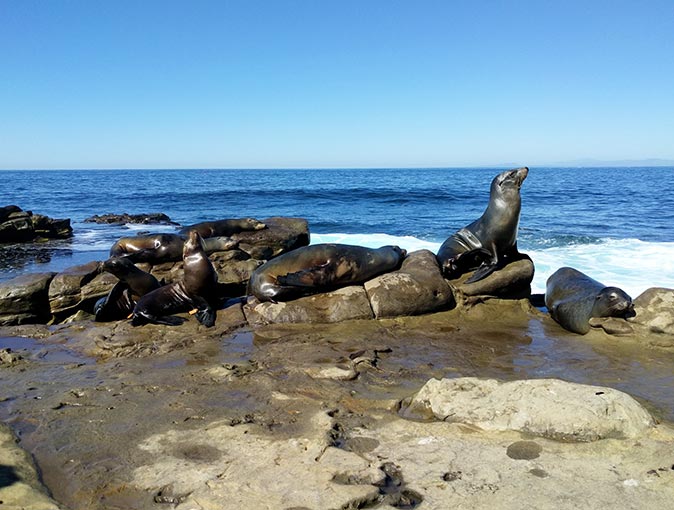 several seals on rocks with the ocean in the background