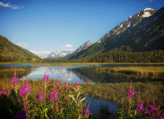 pink wild flowers with a lake and mountains in the background