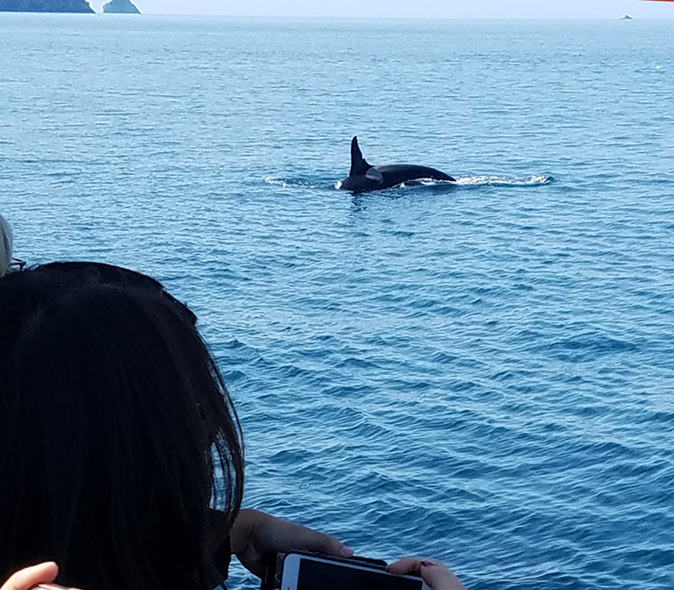 people taking pictures of an Orca swimming past in Alaska