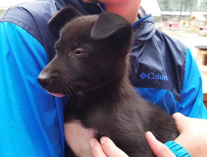 A man holding a husky puppy in Alaska