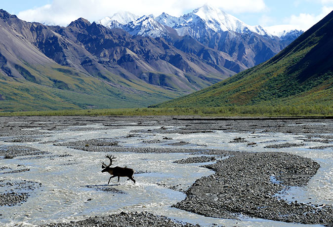 A moose with mountains in the background