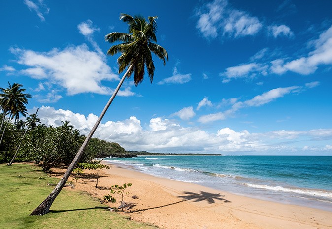 The Dominican Republic as a place to live A tropical sandy beach with one large palmtree and bright blue water