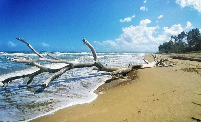 One of the beaches to explore while living in the Dominican Republic A large tree branch lying in the surf on a sandy beach with palm trees in the background