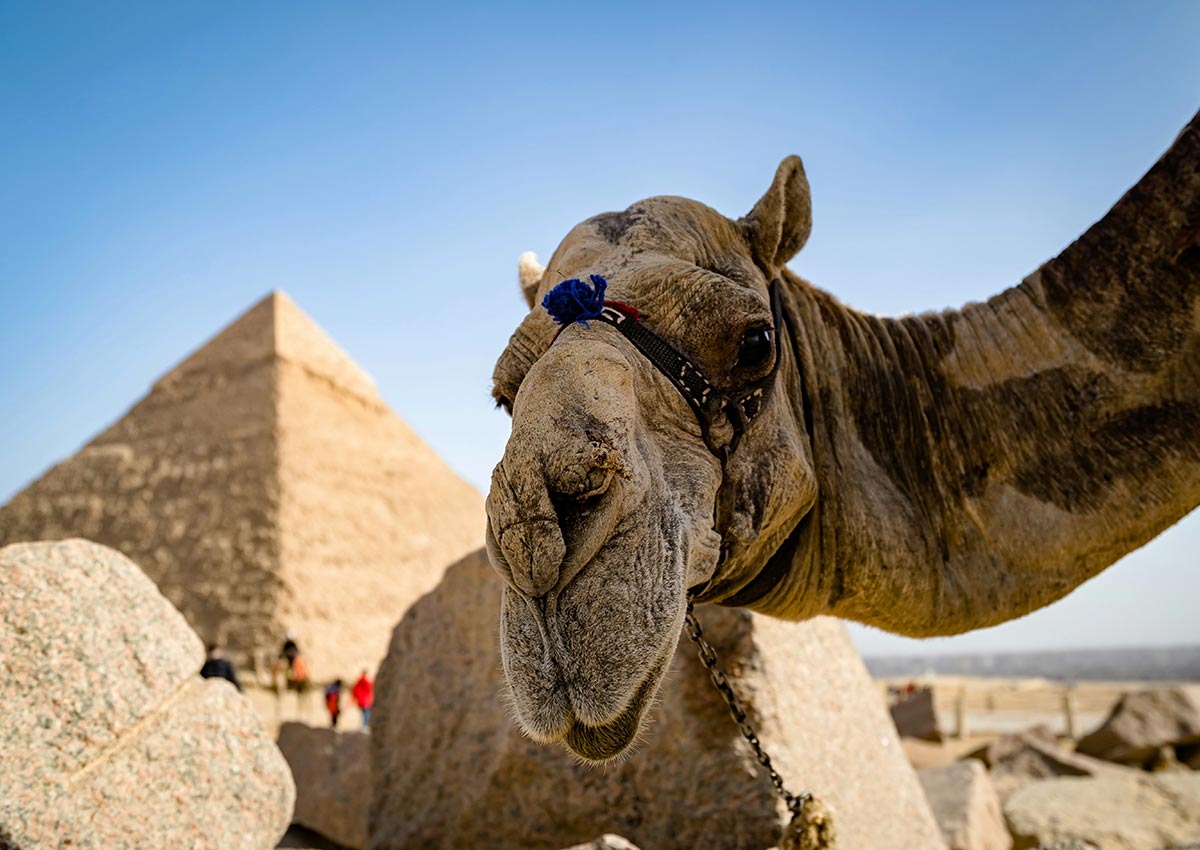 the face of a camel with a pyramid in the background