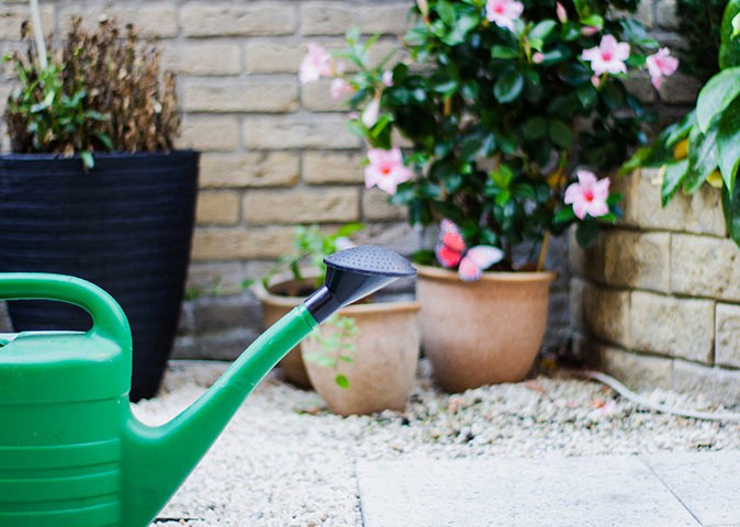 responsibilities when house-sitting a green watering can with several outdoor plants in the background