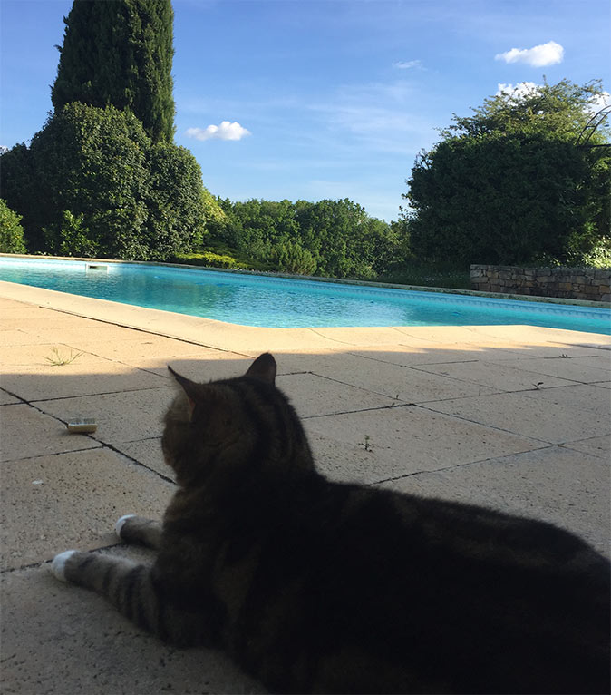international house sitting Silhouette of a cat in the shade with part of a pool and trees in the background