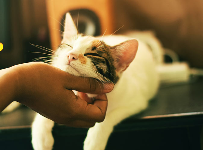 pet sitting abroad a hand stroking the head of a cat