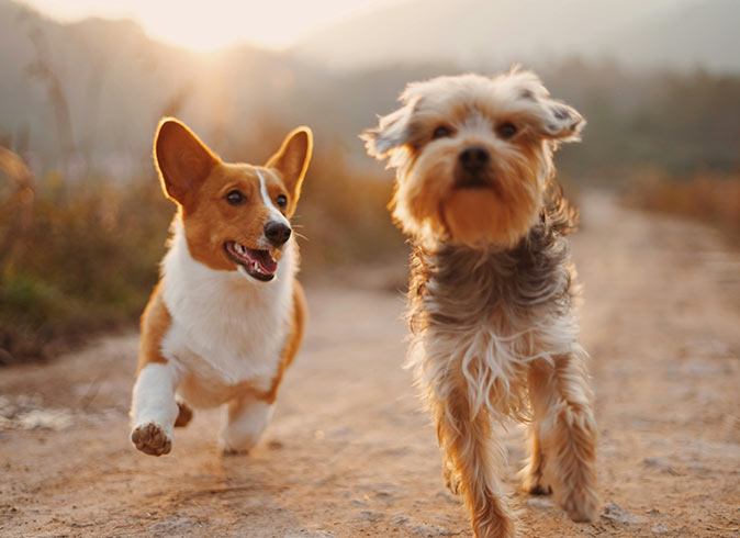 taking care of 2 dogs while house sitting abroad two small, brown and white dogs running on a dirt road