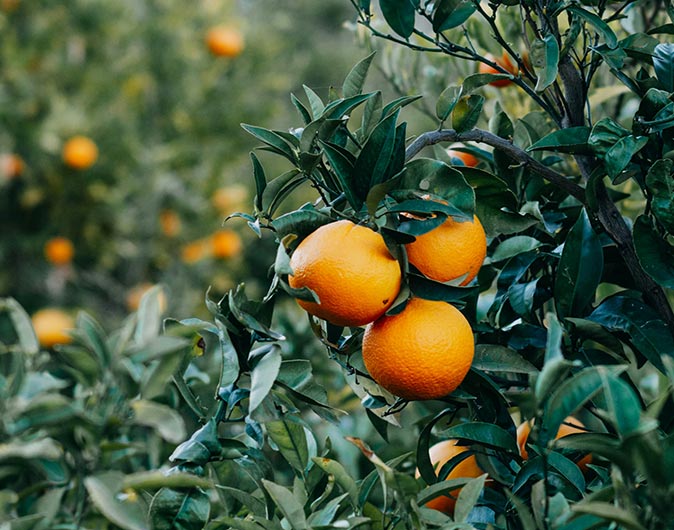 eco-friendly tours in Valencia several ripe oranges on a tree