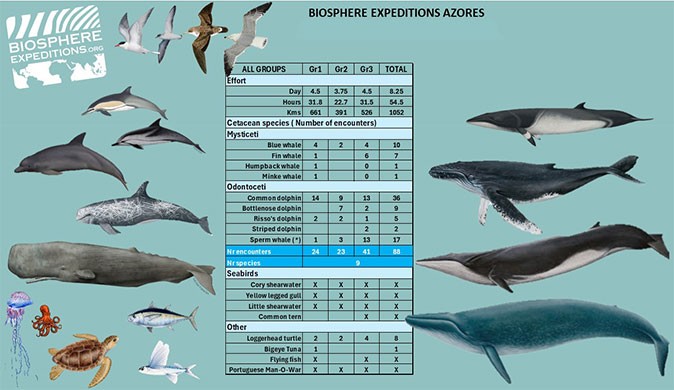 Pictures of whales, dolphins and birds, with a table of information about them