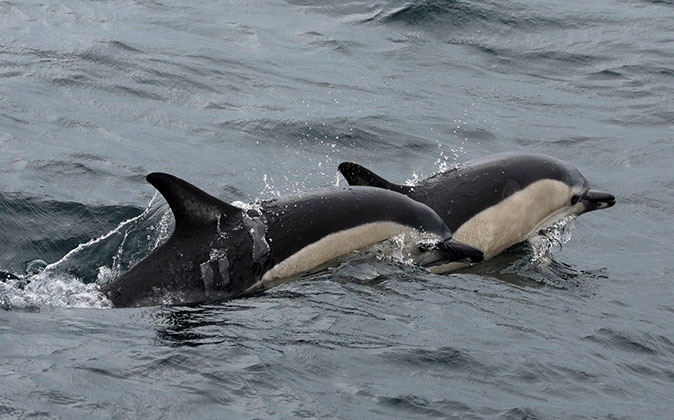 A close-up of 2 dolphins