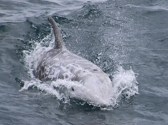 a close-up of a dolphin swimming towards the camera