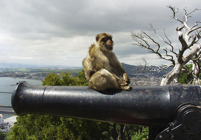 Family fun on a day trip from Marbella A monkey sitting on top of a canon surrounded by greenery