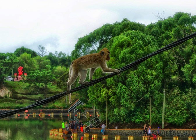 Life in Mauritius A small brown monkey climbing over an electrical cable, with greenery in the background