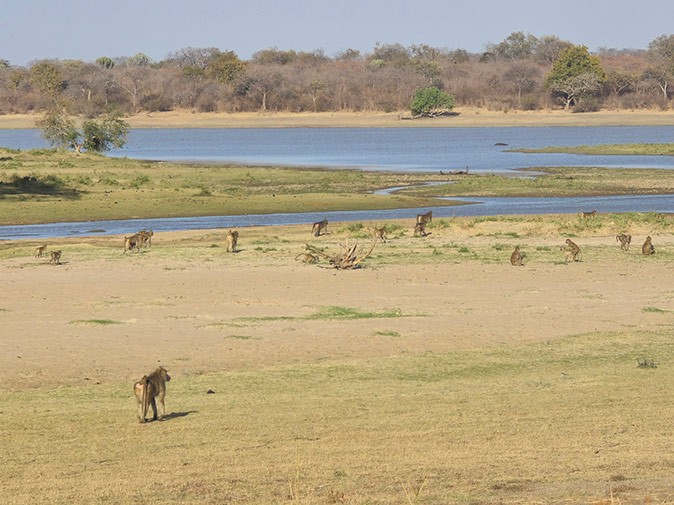 Animal sightings during volunteer work in rural Africa A group of baboons walking near a lake
