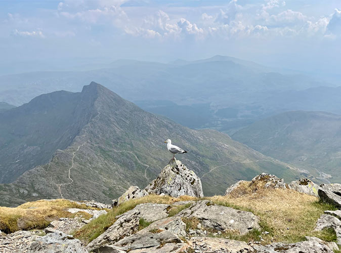 Hiking Snowdon, UK a bird sitting on a rock in a mountainous area