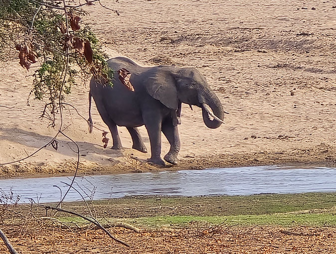 A large African elephant A large African elephant on the edge of a body of water
