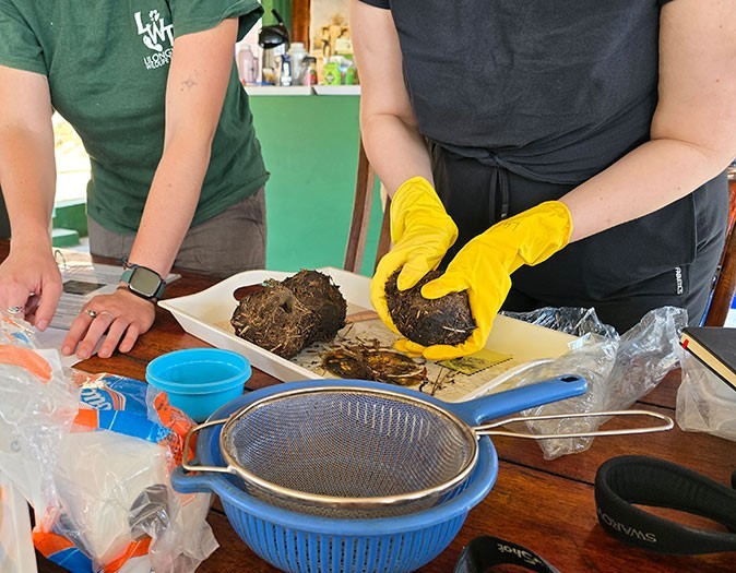 Analyzing elephant dung as part of a volunteer program in Malawi, Africa Two hands with yellow gloves breaking a piece of elephant dung