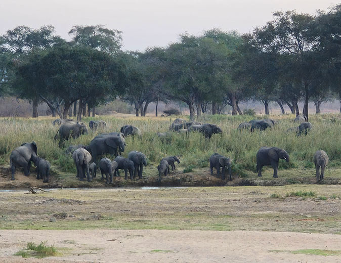 Volunteering with elephants in Africa (Malawi) A herd of African elephants by a lake