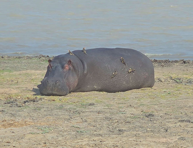 Volunteering with Biosphere Expeditions in Africa A close up of a hippo lying on the ground next to a lake