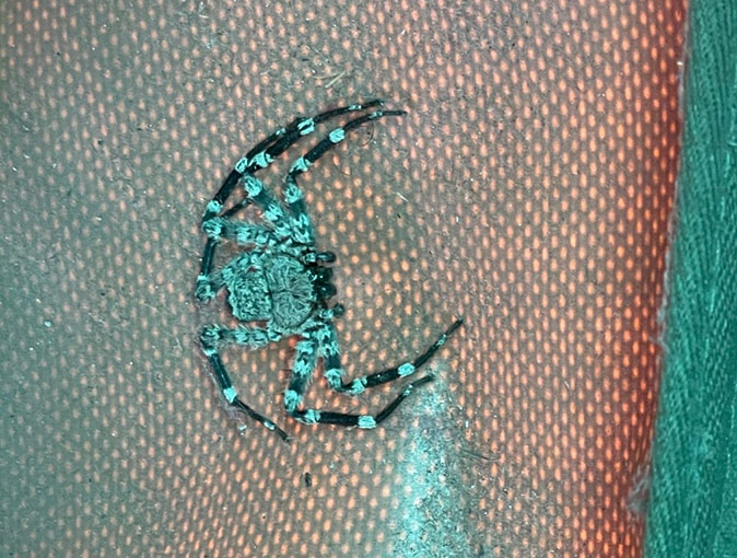 risks when volunteering abroad in Africa A large green and black spider