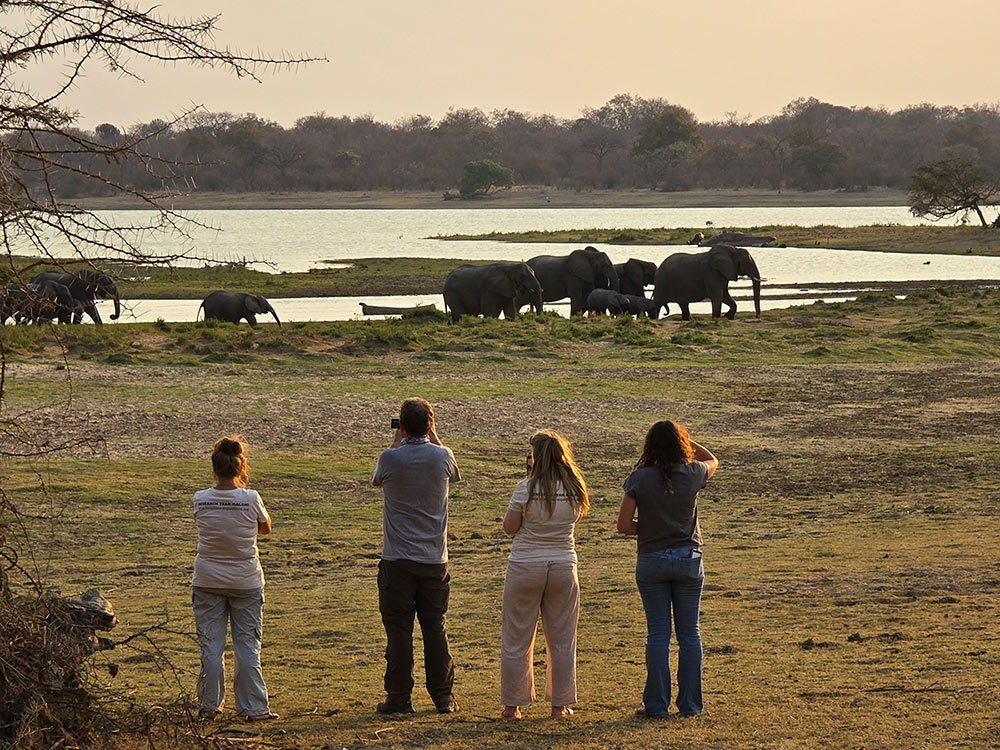 4 volunteers looking at a herd of elephants by the lake in front of them