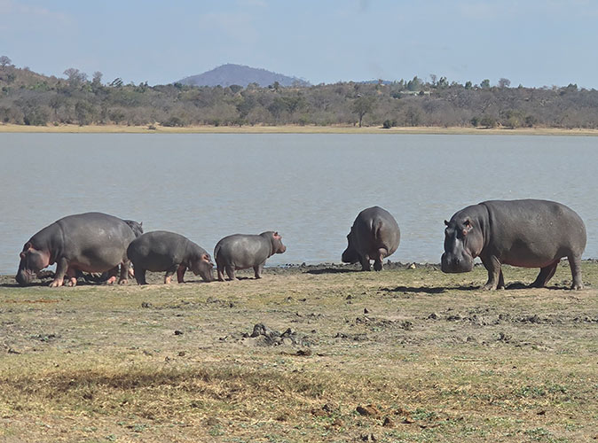 Studying hippos as part of a volunteer project in Africa (Malawi) 6 hippos on the edge of a lake in Malawi, Africa