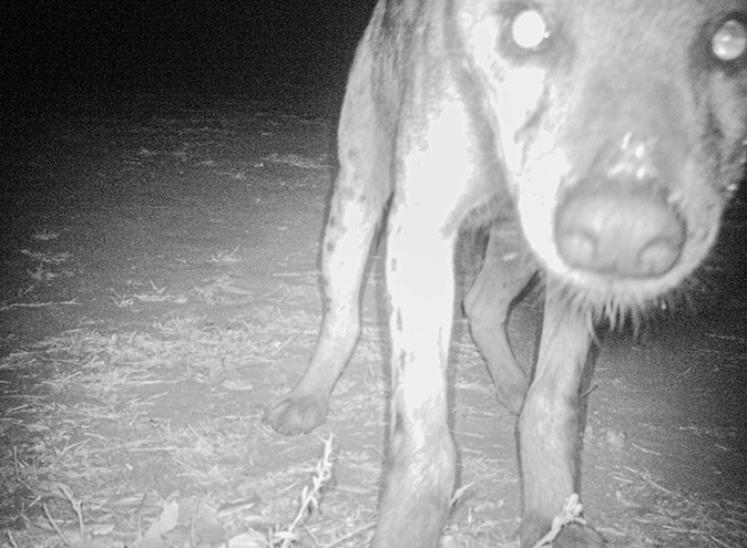 Conservation volunteer work in Malawi, Africa Black and white picture of a hyena looking at the camera
