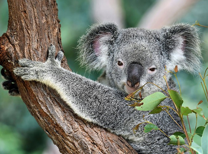 Things to know about Australia A close-up of a koala bear on a brown tree trunk