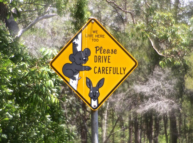 A yellow sign with a koala bear and a kangaroo and the text 'We lieve here too. Please drive carefully'